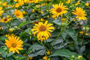 bene selvaggio in crescita fiore astro falso girasole su sfondo prato foto