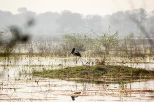 un' nero collo cicogna nel un' lago nel Bharatpur foto