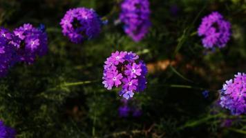 luminosa colorato fiori nel all'aperto giardino nel karachi Pakistan 2022 foto