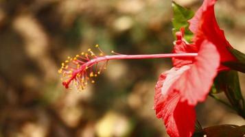 luminosa colorato fioritura impianti nel all'aperto giardino nel karachi Pakistan 2022 foto