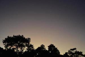 cielo di tramonto tempo e ombra di pino albero. foto