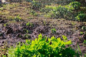 spruzzi acqua nel il sole. estate pioggia. piantine crescere nel il giardino. foto