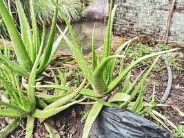 aloe Vera erbaceo pianta cresce selvaggio foto