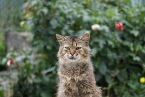 bellissimo gatto ritratto, gatto guardare a il telecamera foto