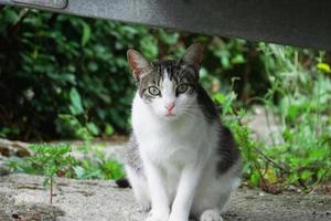 bellissimo gatto ritratto, gatto guardare a il telecamera foto