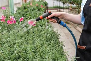 un' giovane femmina giardiniere lavori nel un' grande fiore serra. irrigazione a partire dal un' acqua spruzzatore fiori foto