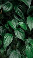in profondità caldo betel le foglie per sfondo. alto qualità foto. foto