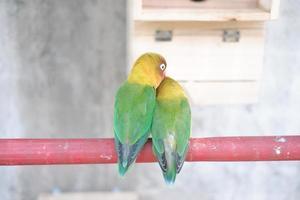 carino e adorabile poco uccello foto