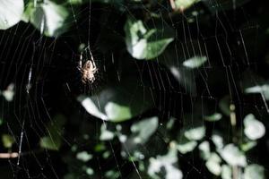 ragno su il ragnatela nel il giardino tra il le foglie di alberi foto