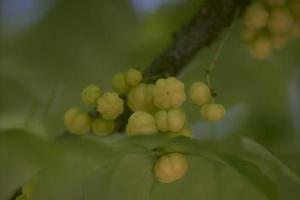 vicino su di stella uva spina su albero o phyllanthus acidus skeels. mazzo uva spina. phyllanthus acido, conosciuto come il otaheite uva spina, nazione uva spina, stella, damigella, grosella, damigella, karamay. foto