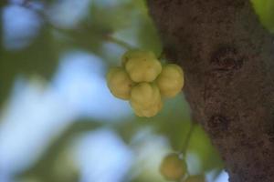 vicino su di stella uva spina su albero o phyllanthus acidus skeels. mazzo uva spina. phyllanthus acido, conosciuto come il otaheite uva spina, nazione uva spina, stella, damigella, grosella, damigella, karamay. foto