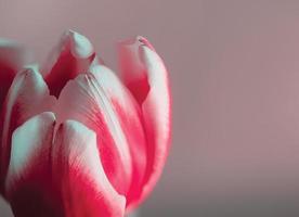 vicino su di un' rosa e bianca tulipano fiore contro un' grigiastro rosa sfondo