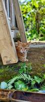 ritratto di un' giallo gatto rilassante su il terrazza foto