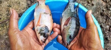 uomo Tenere Due Tilapia pesce o comunemente conosciuto di il latino nome oreocromia nilotico. superiore Visualizza foto