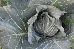 cavolo testa quale è un' domestico agricoltura di tailandese le persone. tailandese persone piace per pianta in giro loro Casa. foto