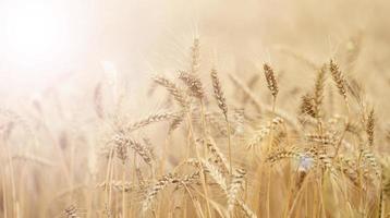 campo con in crescita giallo maturo Grano su un' estate giorno. luminosa raggi di il sole foto