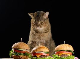 adulto grigio Scozzese dritto gatto si siede vicino cheeseburger su il tavolo foto