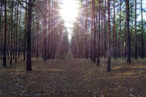 righe di pino alberi nel il sera foto