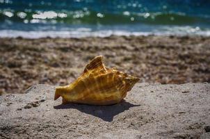 conchiglia di mollusco su il spiaggia foto