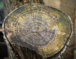 sezione di un vecchio ceppo su il albicocca albero foto