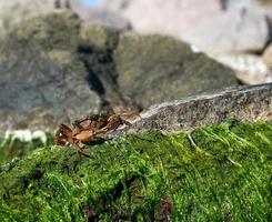 grande mare Granchio si siede su un' roccia con verde alghe su un' estate giorno foto