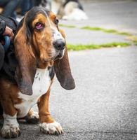 Marrone bassetto cane da caccia si siede su il asfalto foto