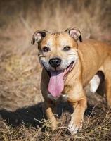 sorridente testa Rossa americano fossa tori foto