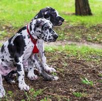 cuccioli bianca marmo Tedesco cane seduta su verde erba foto