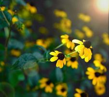 fioritura giallo fiori rudbeckia triloba foto