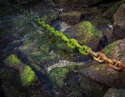 arrugginito catena coperto di vegetazione con verde alga bastoni su di il mare foto