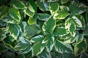 sfondo con verde foglie, pieno telaio foto