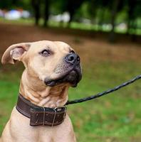 ritratto Marrone americano fossa Toro terrier foto