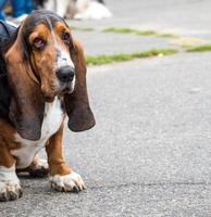 Marrone bassetto cane da caccia si siede su il asfalto foto