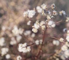 secco campo fiore, e selettivo messa a fuoco foto