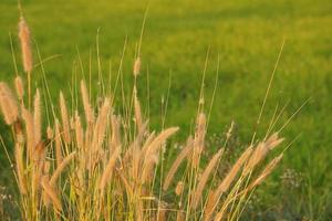 erba fiori fioritura nel il riso campo sfondo foto