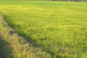 bellissimo verde riso nel il fuori stagione nel ordine per produrre un' alto prezzo foto