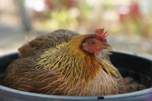 Marrone gallina tratteggio uova nel il nido foto