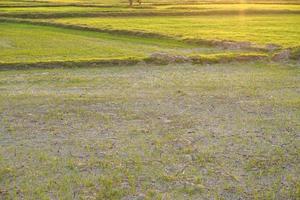 bellissimo verde riso nel il fuori stagione nel ordine per produrre un' alto prezzo foto