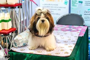 il cane in piedi foto