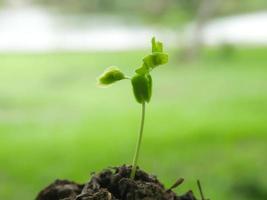 giovane verde alberi nel il mani di giovane donne foto