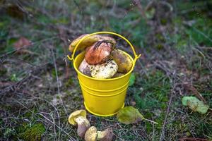 fresco selvaggio funghi nel un' giallo secchio foto