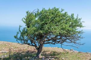 vecchio Pera albero su il montagna ilyas-kaya foto