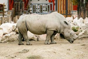 bianca rinoceronte nel il zoo foto