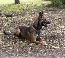 belga pastore malinois con Aperto bocca seduta su il verde erba foto