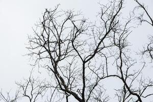 alberi secchi e cielo grigio foto