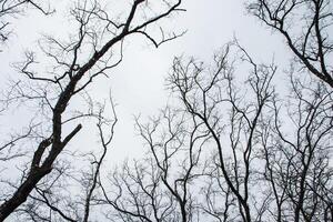 alberi secchi e cielo grigio foto