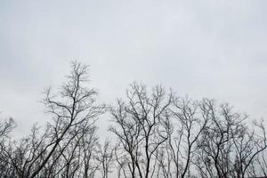 alberi secchi e cielo grigio foto