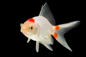 pesce rosso bianco su sfondo nero foto