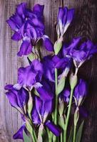 mazzo di blu fioritura iridi foto