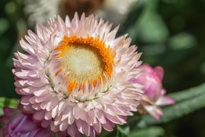 primo piano del fiore di paglia foto